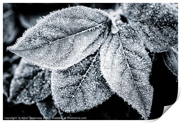 Frosty Garden Leaves In Monochrome Print by Peter Greenway