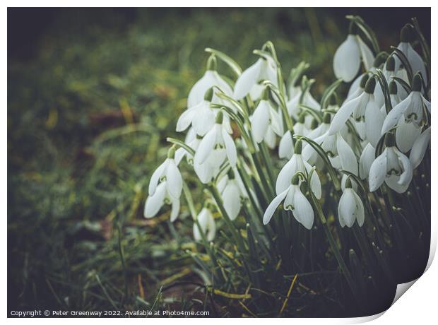 Early Spring Snowdrops Print by Peter Greenway