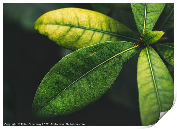 Green Botanic Leaves At Kew Gardens, Richmond    Print by Peter Greenway