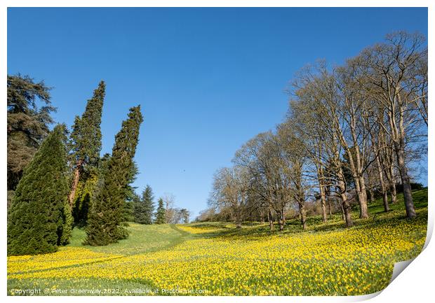 A Sea Of Daffodils In Full Bloom In 'Daffodil Valley' At Waddesd Print by Peter Greenway