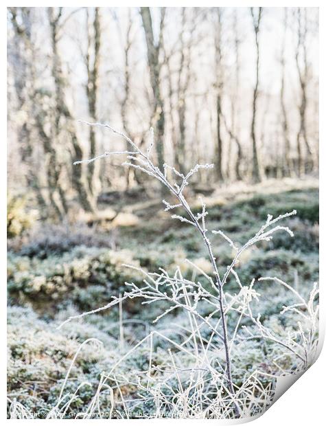 Frozen Hedgerow On The Roadside In The Scottish Highlands Print by Peter Greenway