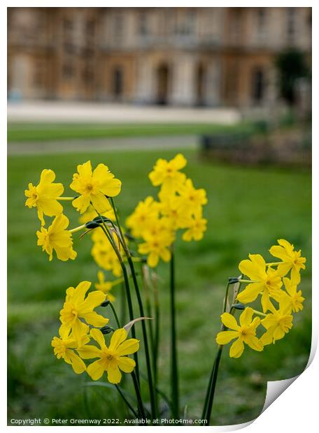 Spring Daffodils ( Narcissus ) in the grounds of Waddesdon Manor, Buckinghamshire Print by Peter Greenway