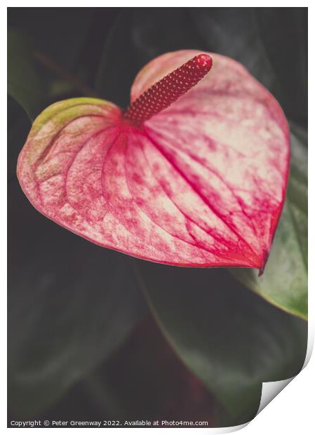 Pink Anthurium At Kew Gardens, Richmond Print by Peter Greenway