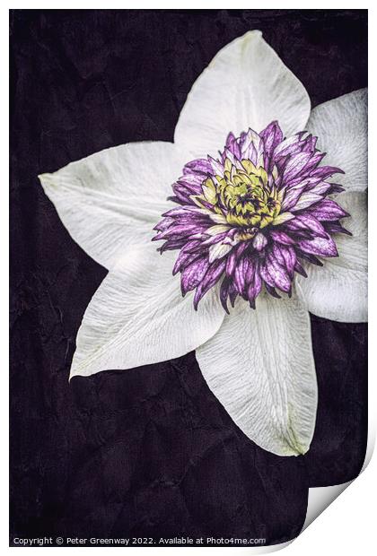 Purple Clematis Flower Print by Peter Greenway