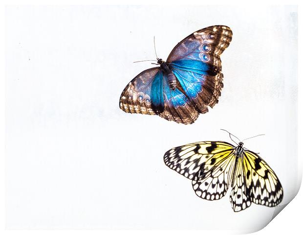 'Blue Morpho' & 'Tree Nymph' Butterflies In Blenheim Palace Butt Print by Peter Greenway