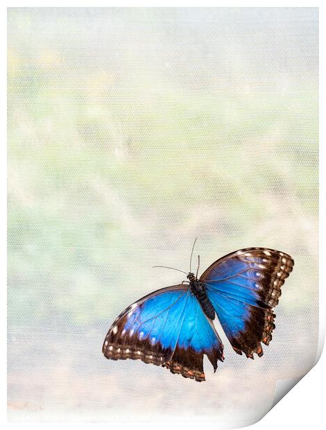 'Blue Morpho' Butterfly In Blenheim Palace Butterfly House Print by Peter Greenway