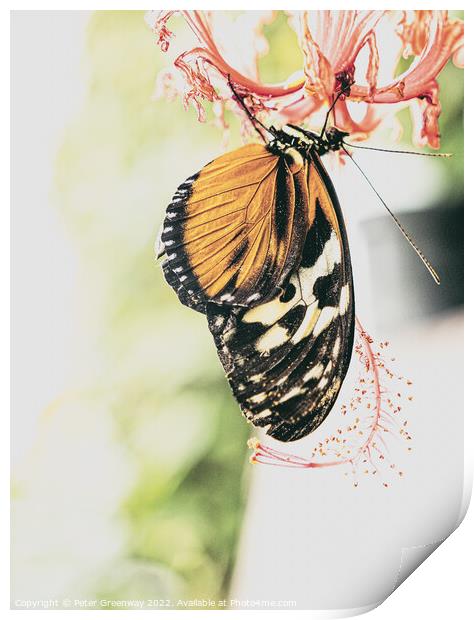 'Plain Tiger' Butterfly Print by Peter Greenway