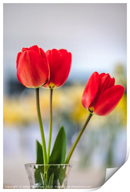 Red Tulips In A Vase At A Village Spring Fete In Oxfordshire Print by Peter Greenway