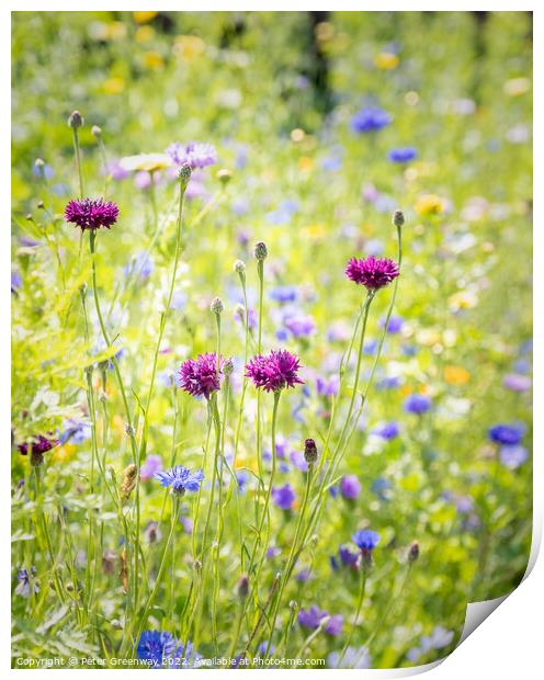 Wild English Meadow Flowers At Tatton Park, Cheshire Print by Peter Greenway