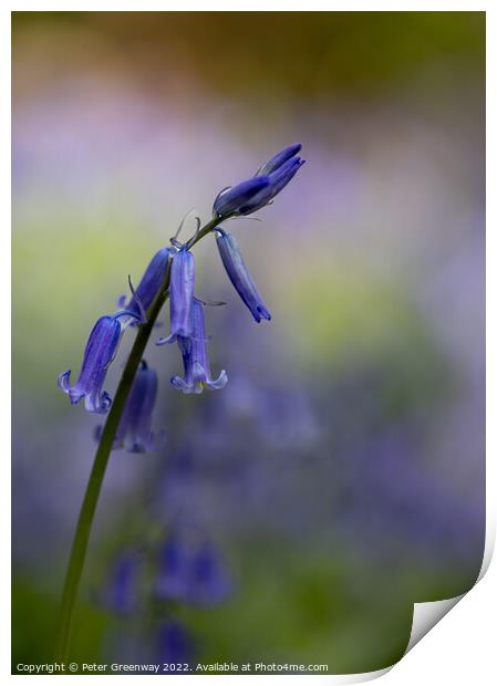 English Spring Bluebells At Vincent's Wood, Freeland, Oxfordshir Print by Peter Greenway