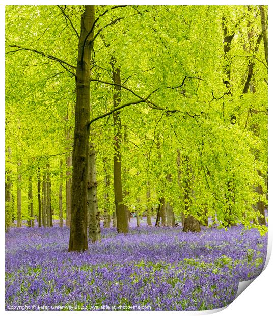 A Carpet Of Bluebells On The Ashridge Estate Print by Peter Greenway