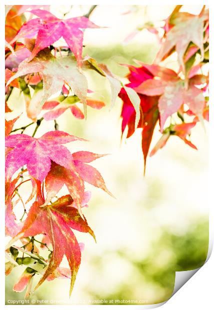 Autumnal Maple Leaves On The Trees At Batsford Arboretum Print by Peter Greenway