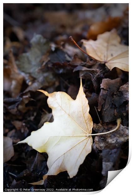 Autumnal Leaves On The Trees At Batsford Arboretum Print by Peter Greenway