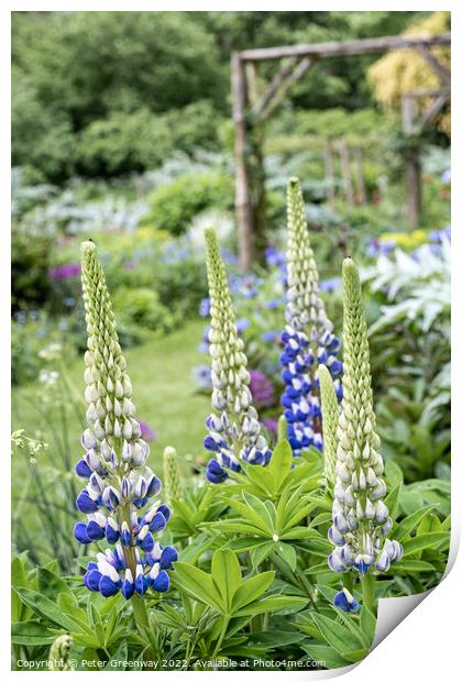 Lupins In Full Bloom In The Garden Of An English Country House Print by Peter Greenway