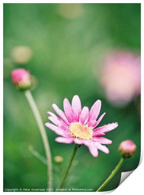 End Of Season Daisies Past Their Best At Coleton Fishacre Print by Peter Greenway