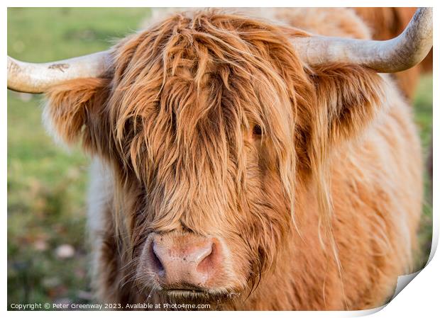 Highland Cow Print by Peter Greenway