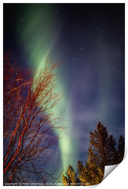 Aurora Borealis ( The Northern Lights ) In Winter Around Utsjoki Print by Peter Greenway