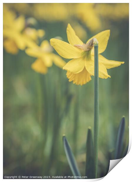 English Spring Daffodils On The Waddesdon Manor Estate In Buckinghamshire Print by Peter Greenway