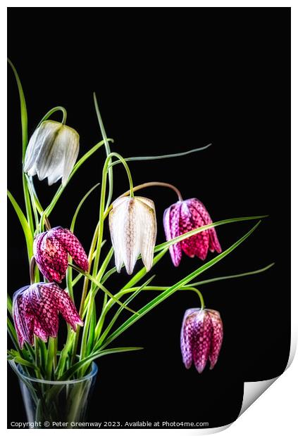 A Vase Of Purple & Cream Snake's Head Fritillary F Print by Peter Greenway