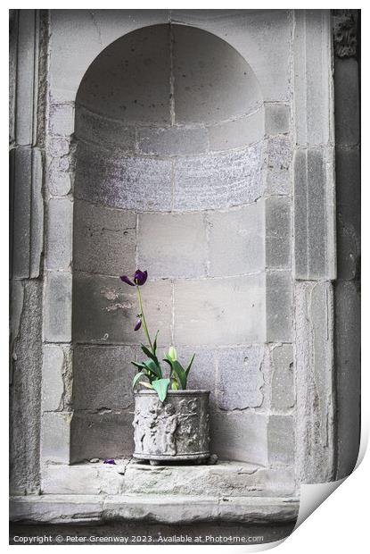 A Purple Plant In A Planter In A Recessed In A Sta Print by Peter Greenway