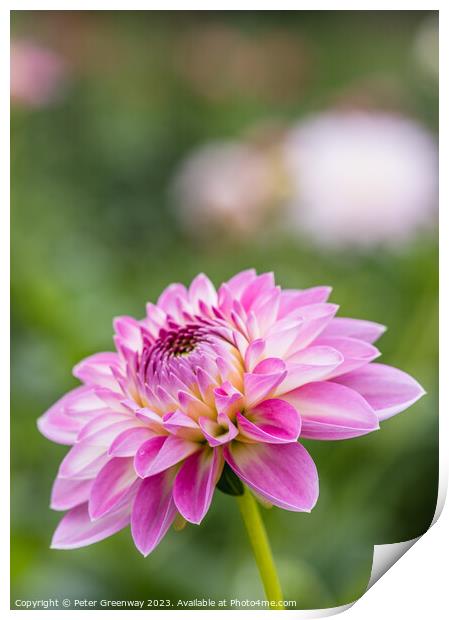 Colourful Purple Dahlias In Full Bloom Print by Peter Greenway