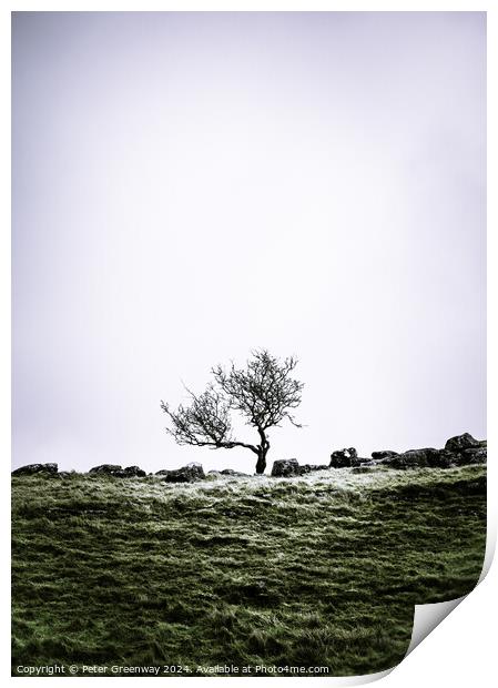 Lone Tree In The Countryside Around Malham Dale In The Yorkshire Print by Peter Greenway