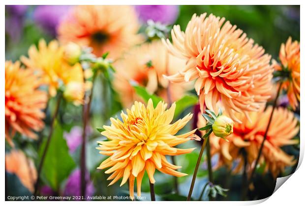 A Riot Of Yellow & Orange Dahlia's Print by Peter Greenway