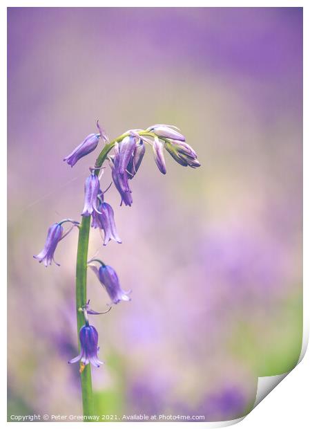 Isolated Bluebell In Dockey Wood On The Ashridge E Print by Peter Greenway