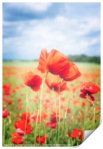 Cotswold Poppies Print by Peter Greenway