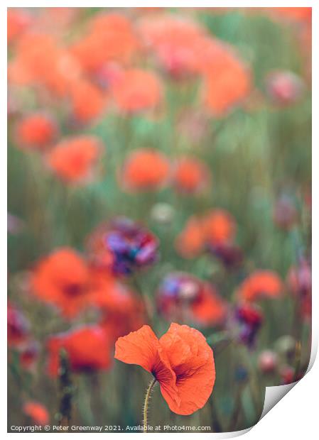 Rural Oxfordshire Poppy Field Print by Peter Greenway