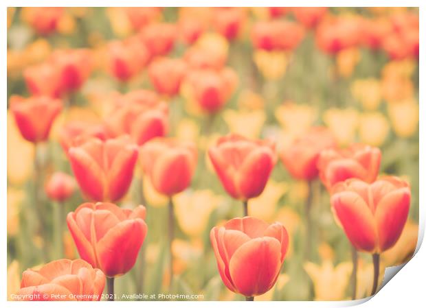 Giant Orange Tulips In Full Bloom In The Parterre  Print by Peter Greenway