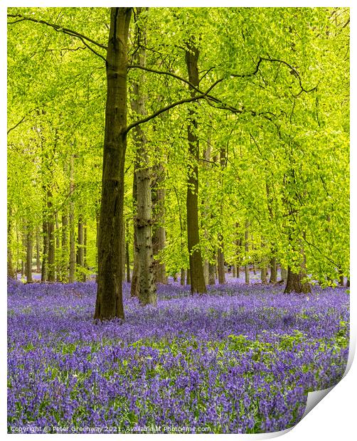 Carpet Of Bluebells In Dockey Wood On The Ashridge Print by Peter Greenway