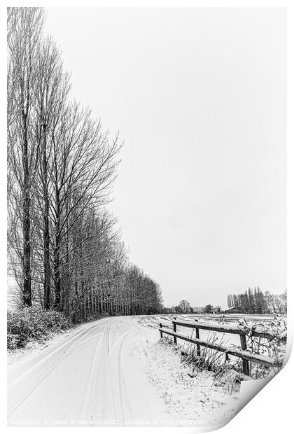 Row Of Tall Trees In The Snowy Rural Landscape Aro Print by Peter Greenway