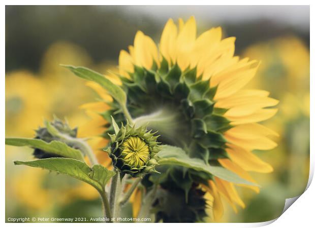 Unopened / Sunflower In Full Bloom In The Fields Of Rural Oxfordshire Countryside Print by Peter Greenway