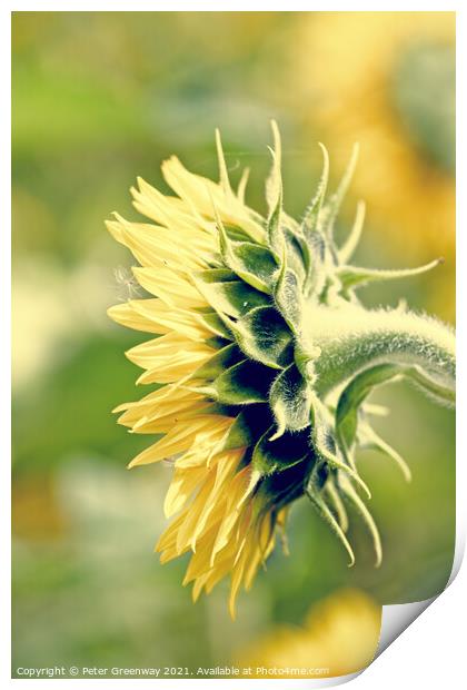 Side Profile Of A Single Sunflower Head Print by Peter Greenway