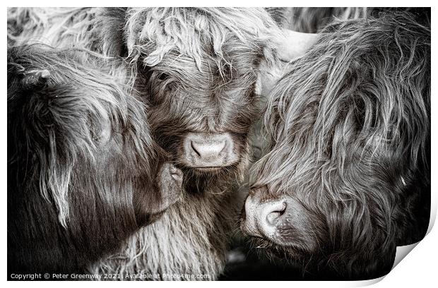 The Mothers Meeting Of Highland Cows Print by Peter Greenway
