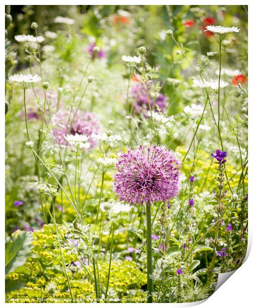 Allium Giganteum In A Meadow Of Wild Flowers At Ch Print by Peter Greenway