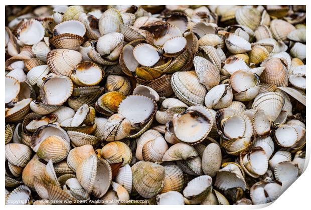 A Pile Of Sea Shells On A Beach In Devon Print by Peter Greenway