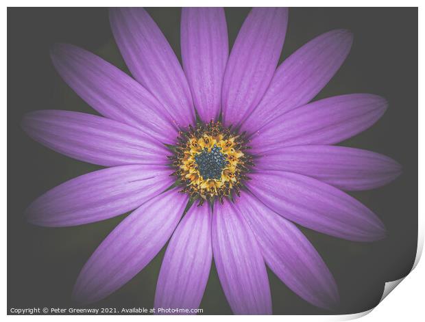 The Heart Of A Purple Aster Print by Peter Greenway