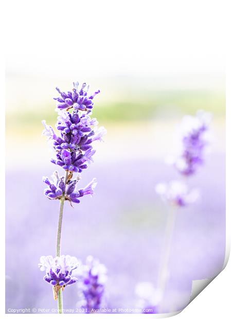 Blooms Of Cotswolds Lavender At Snowshill  Print by Peter Greenway