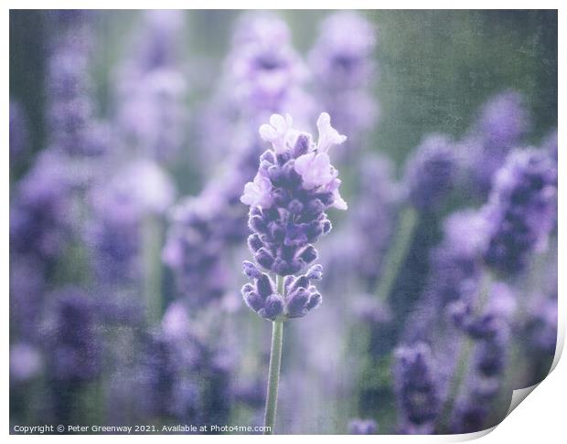 Cotswold Lavender Blooms Print by Peter Greenway