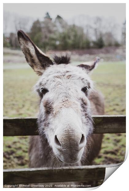 Very Curious Farmyard Donkey Print by Peter Greenway