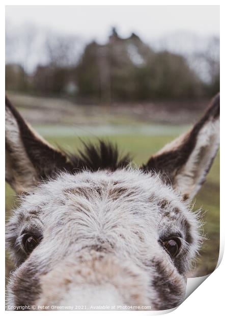 Very Curious Farmyard Donkey Face With Pricked Up Ears Print by Peter Greenway