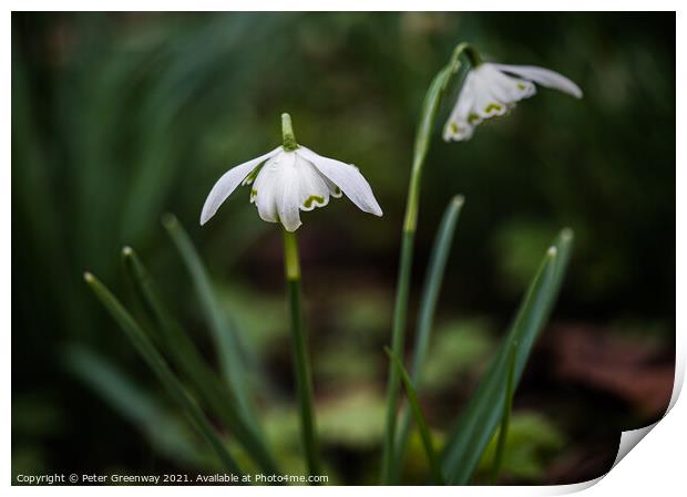 Roadside English Spring Snowdrops Print by Peter Greenway