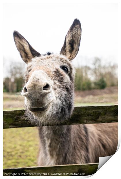 Very Curious Farmyard Donkey Print by Peter Greenway