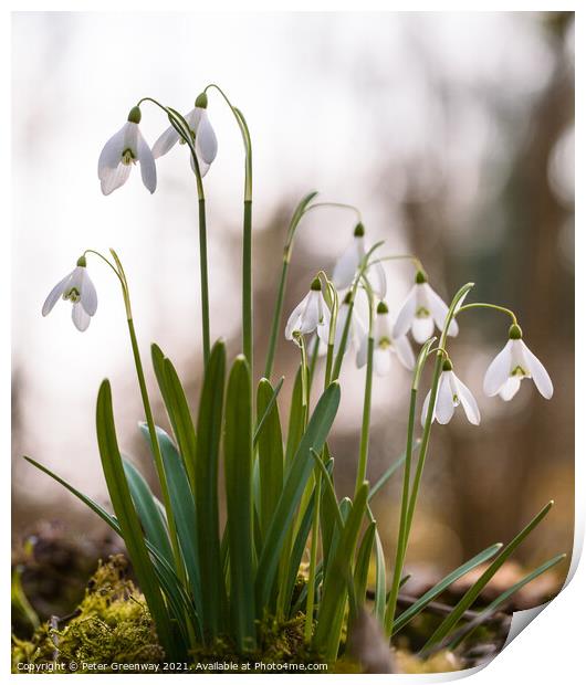 Spring Woodland Snowdrops Print by Peter Greenway