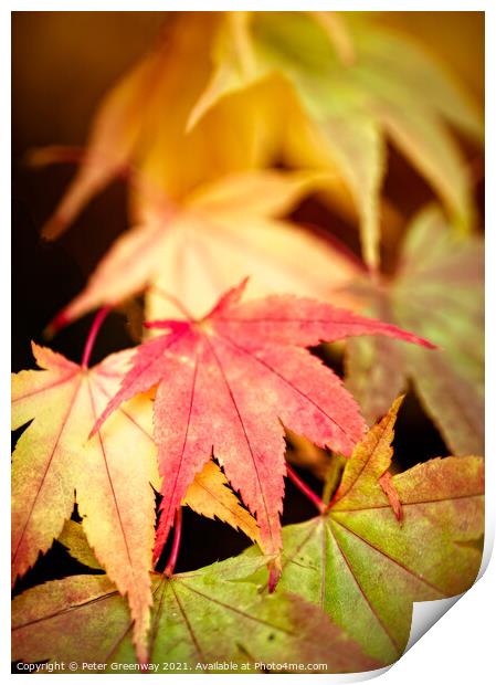 Colourful Autumn Japanese Maple Leaves At Batsford Print by Peter Greenway