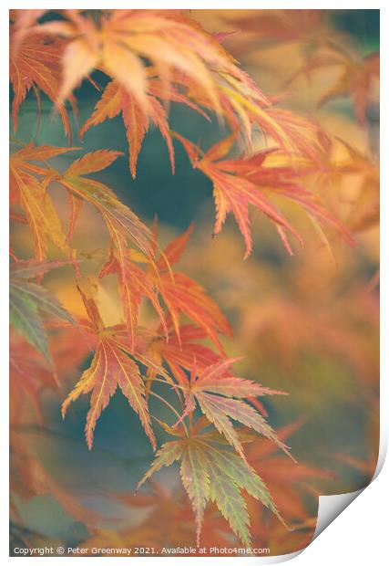 Autumnal Acer Leaves On The Trees At Batsford Arbo Print by Peter Greenway