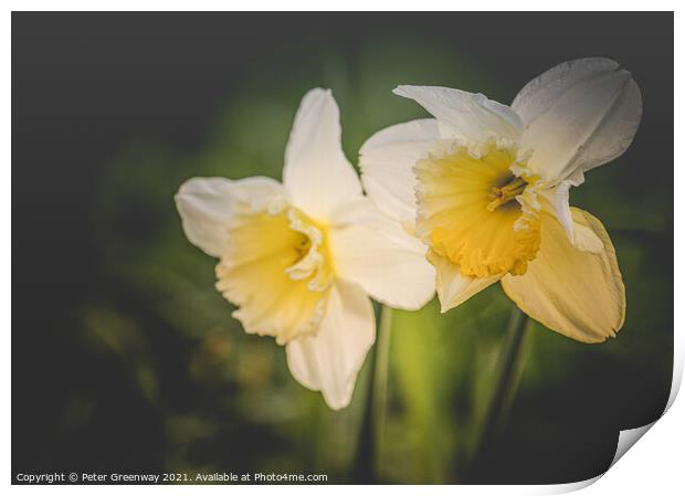 Spring Daffodils In The Grounds Of Waterperry Gardens Print by Peter Greenway