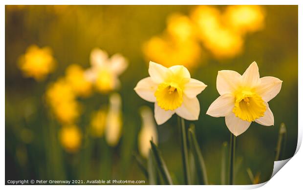 Early Spring Daffodils At Waddesdon Manor, Buckinghamshire Print by Peter Greenway